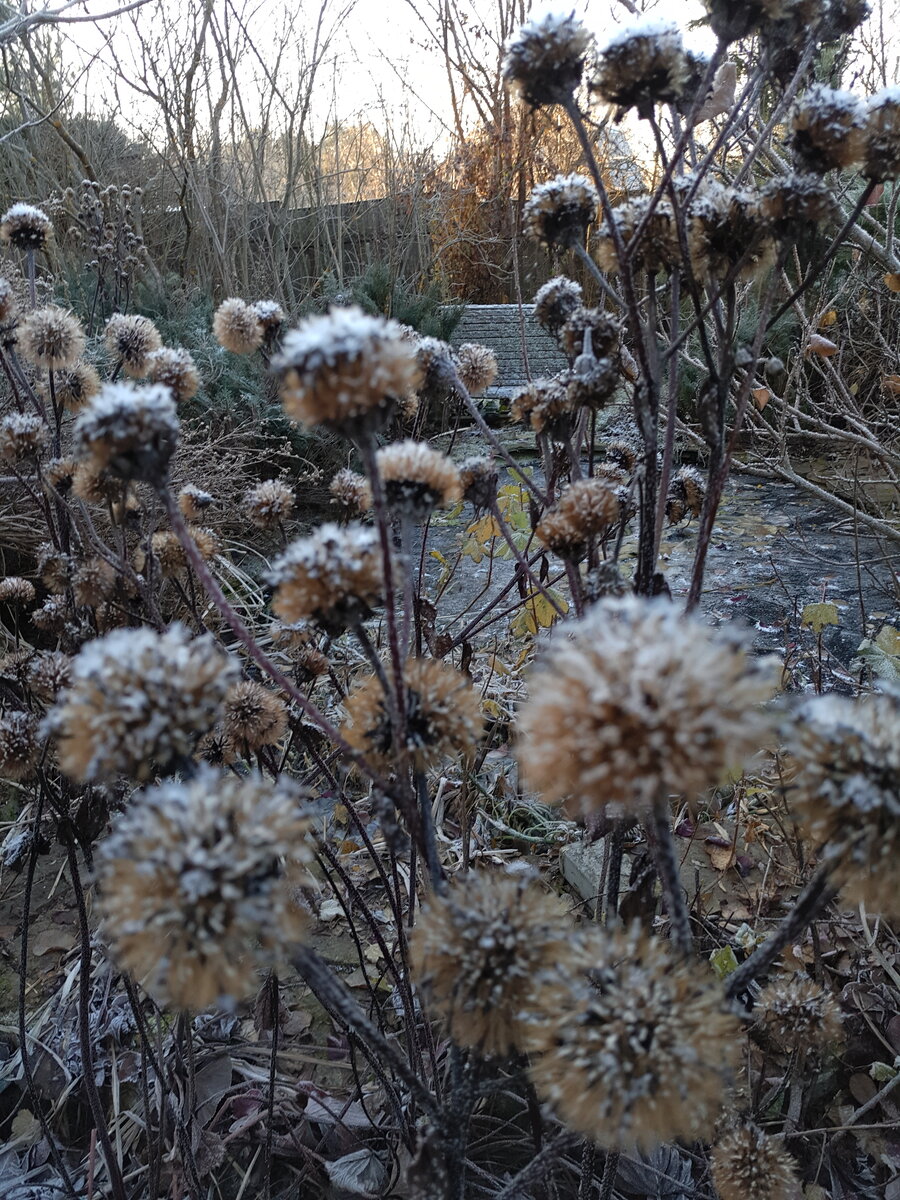 Семена бузульника зубчатого  (Ligularia dentata) Отелло