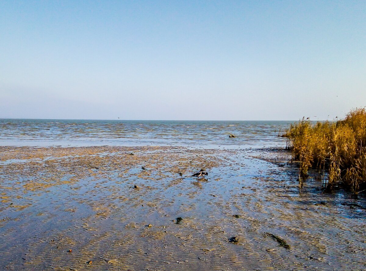 Таганрогский залив Азовского моря цветёт