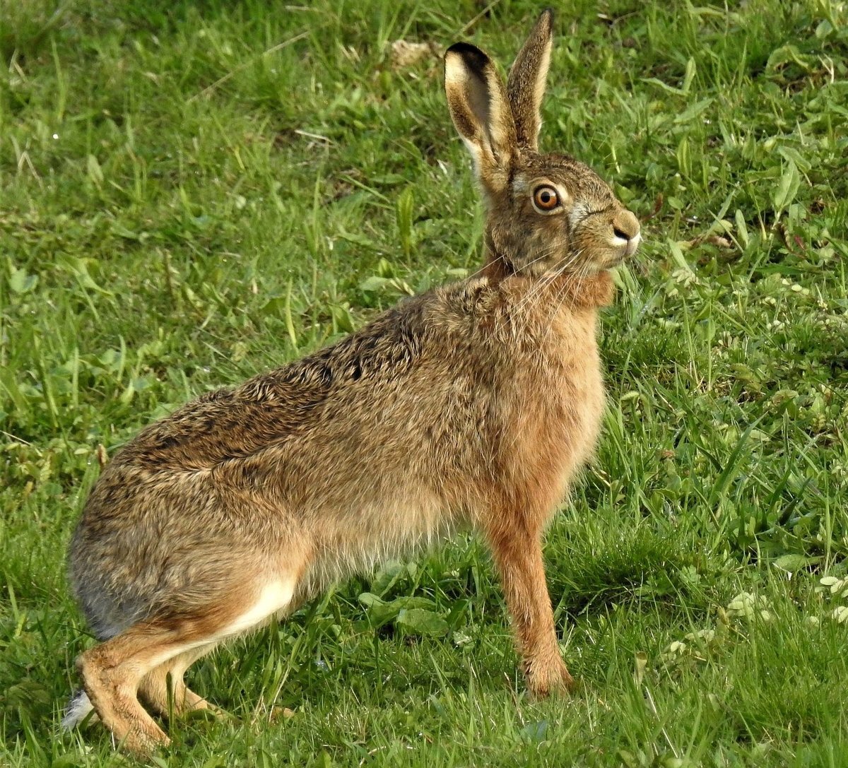  Заяц - русак в дикой природе .                                                             Фото из Яндекса .