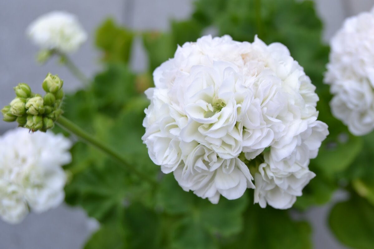 пеларгония ivory snow фото