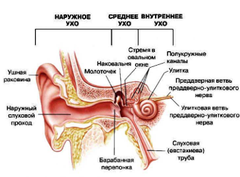 Строение уха человека
