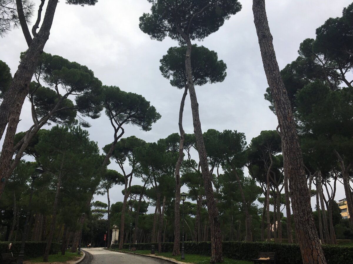 Средиземноморские сосны