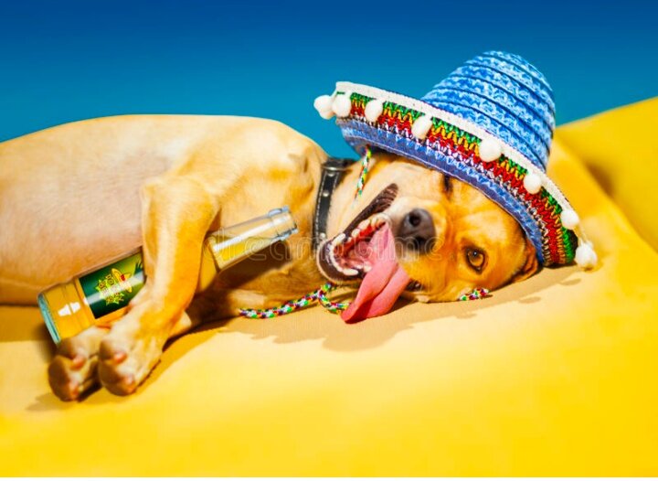 Собаки алкоголики