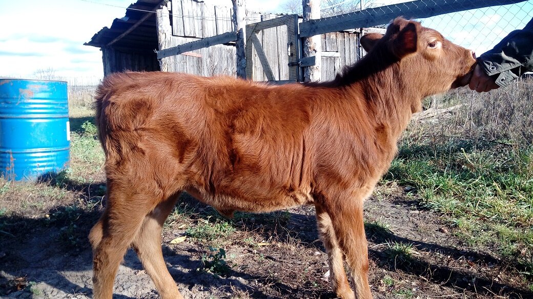 Джинни растёт не по дням, а по часам.