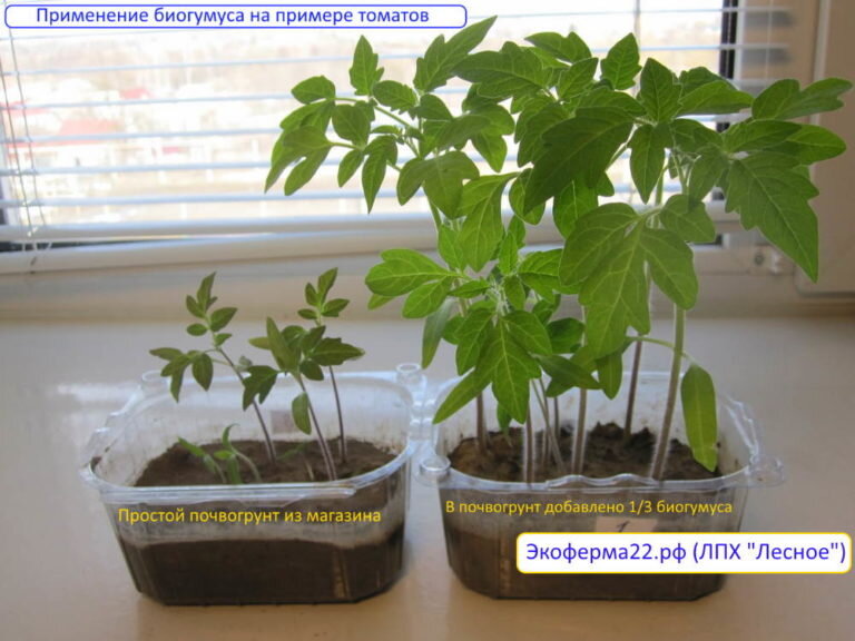 Применение биогумуса на примере томатов