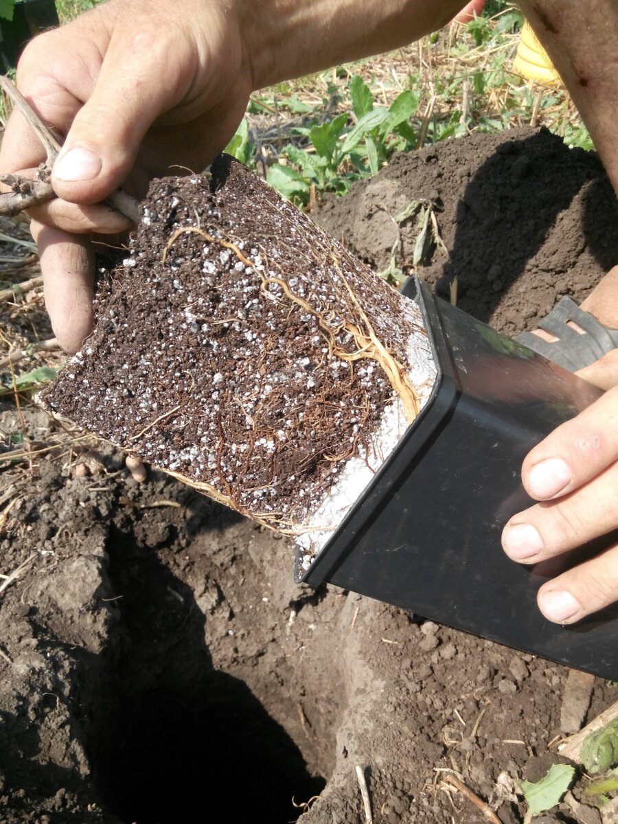 Корневая отличная