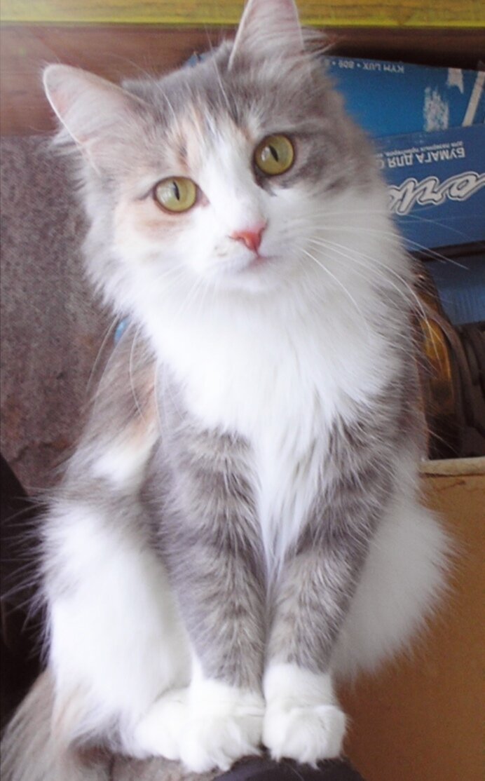 Симка ещё котенок. Фото из архива
