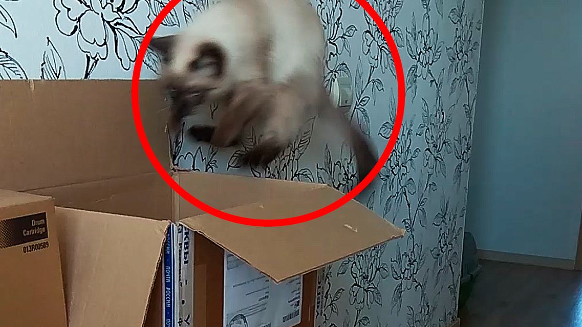 Рекордный прыжок