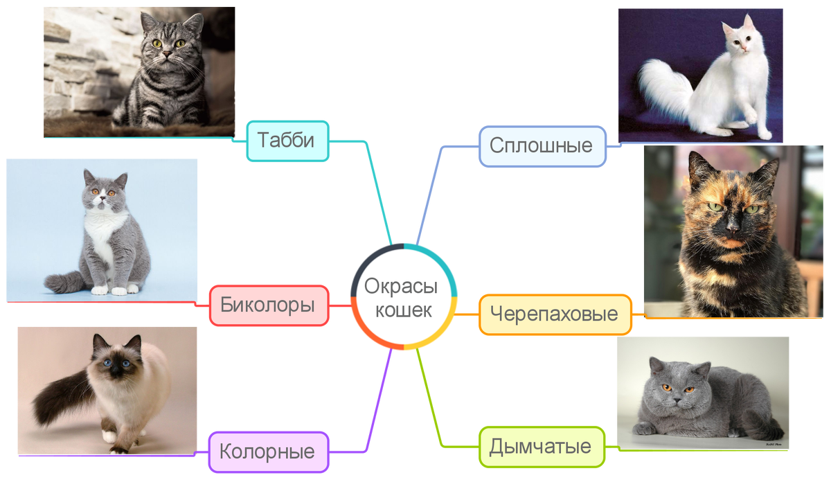 Основные окрасы
