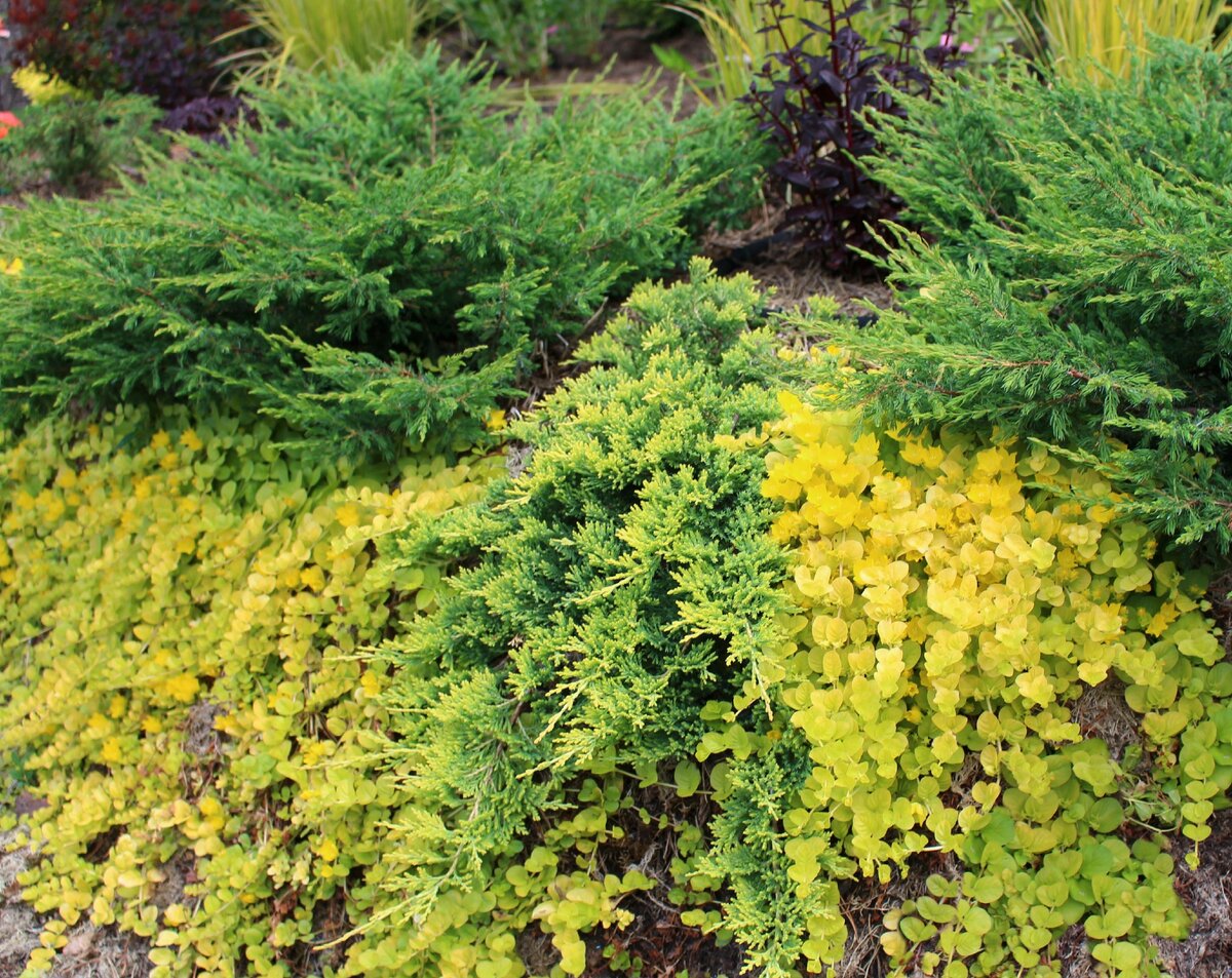 Lysimachia Golden foliage