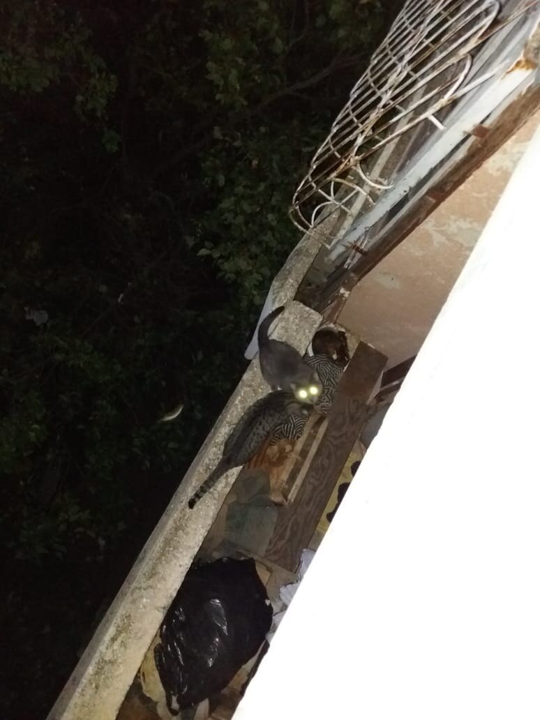 Днём и ночью узники балкона ждали, когда же что-то изменится. 