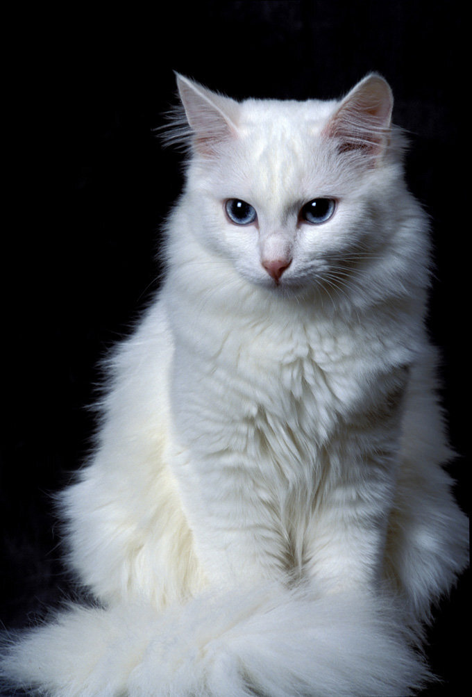 Ангорская кошка картинки