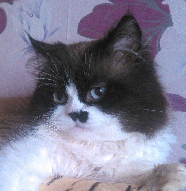 Фото автора