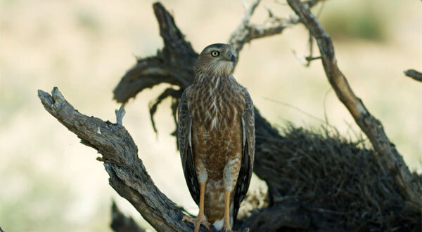 Светлый певчий ястреб