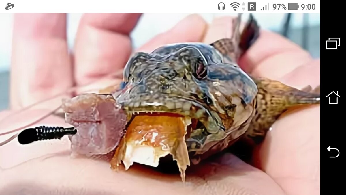 фото Донка - морская снасть для ловли бычка + два крючка