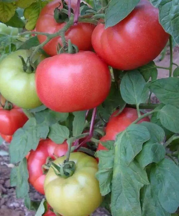 Славится выровненной формой, отличным вкусом, быстрым наливом.