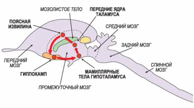 Упрощенное изображение петли эмоционального самовозбуждения  (круг  Пейпеца)