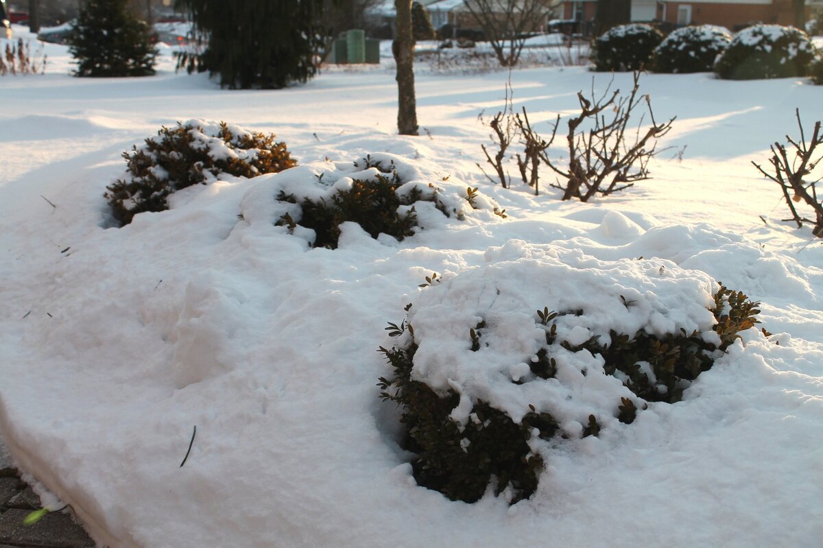 Естественная защита для кустарников