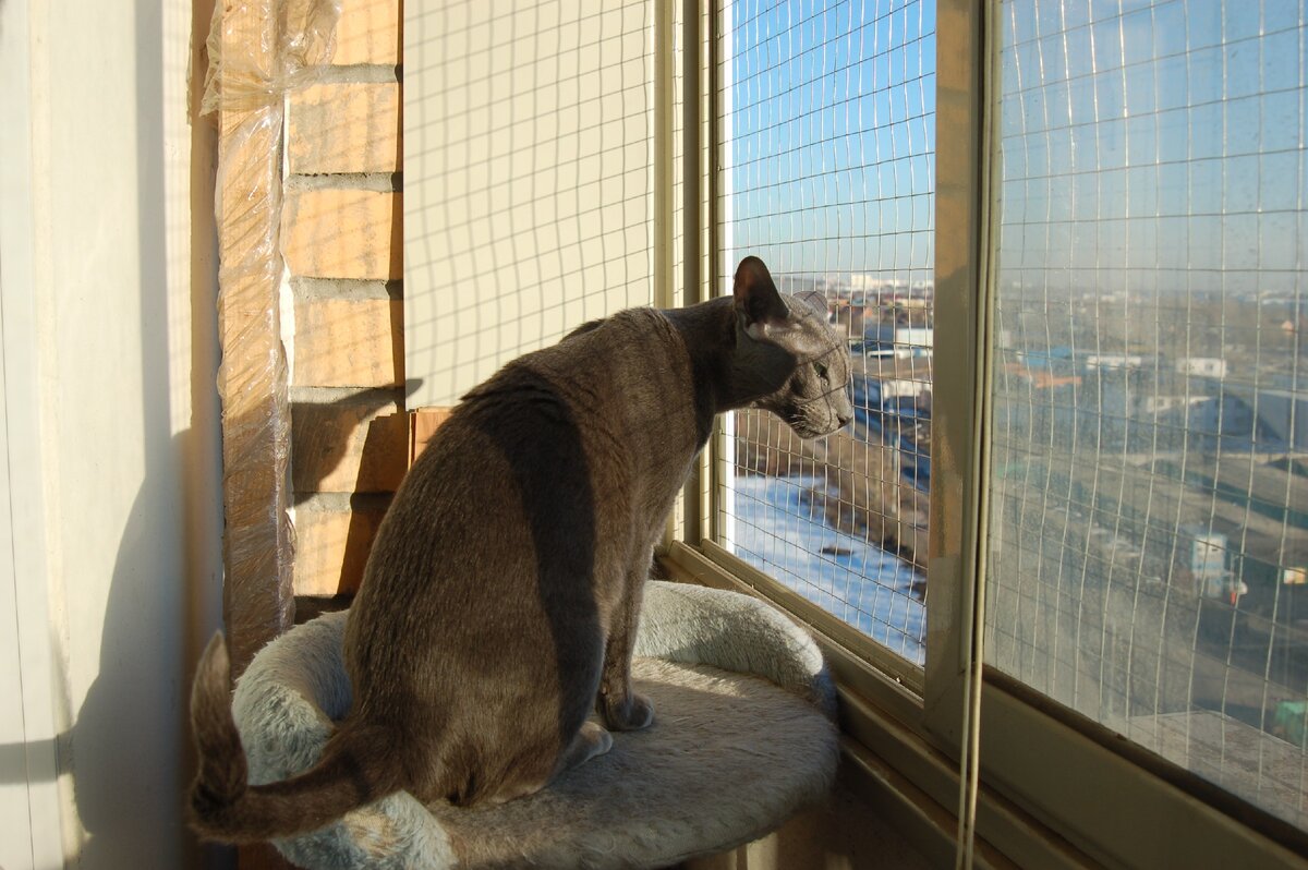 Кира не ходит гулять, но все равно ежегодно прививается