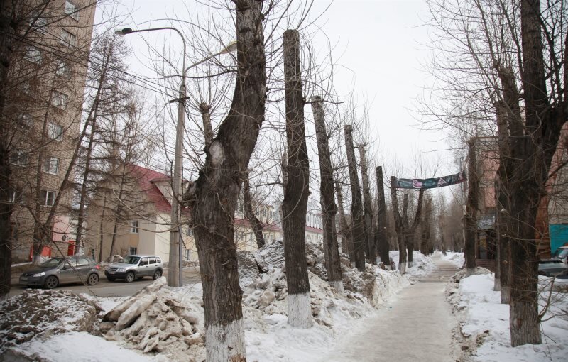 Срезанные тополя по ул. Усова