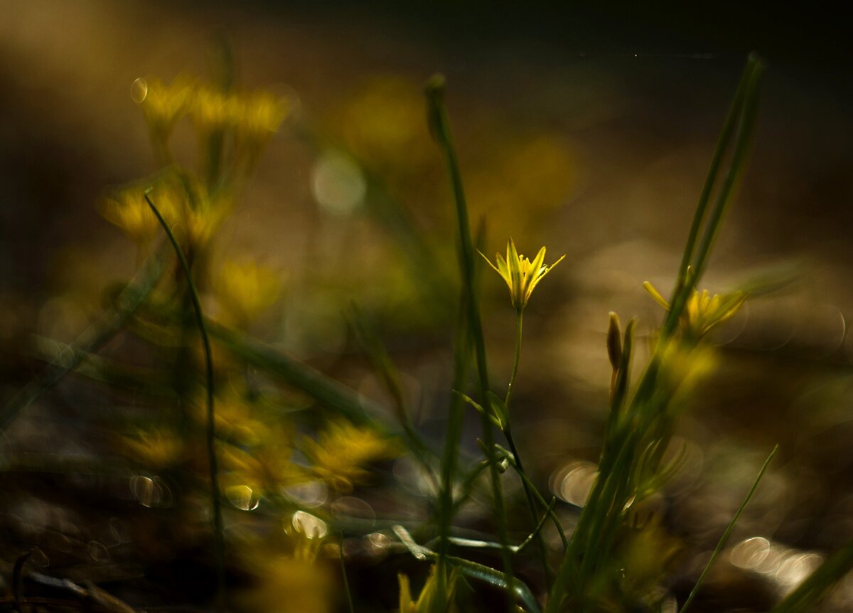 За пеленой дождя (фото из личного архива, весна, 2015 год)