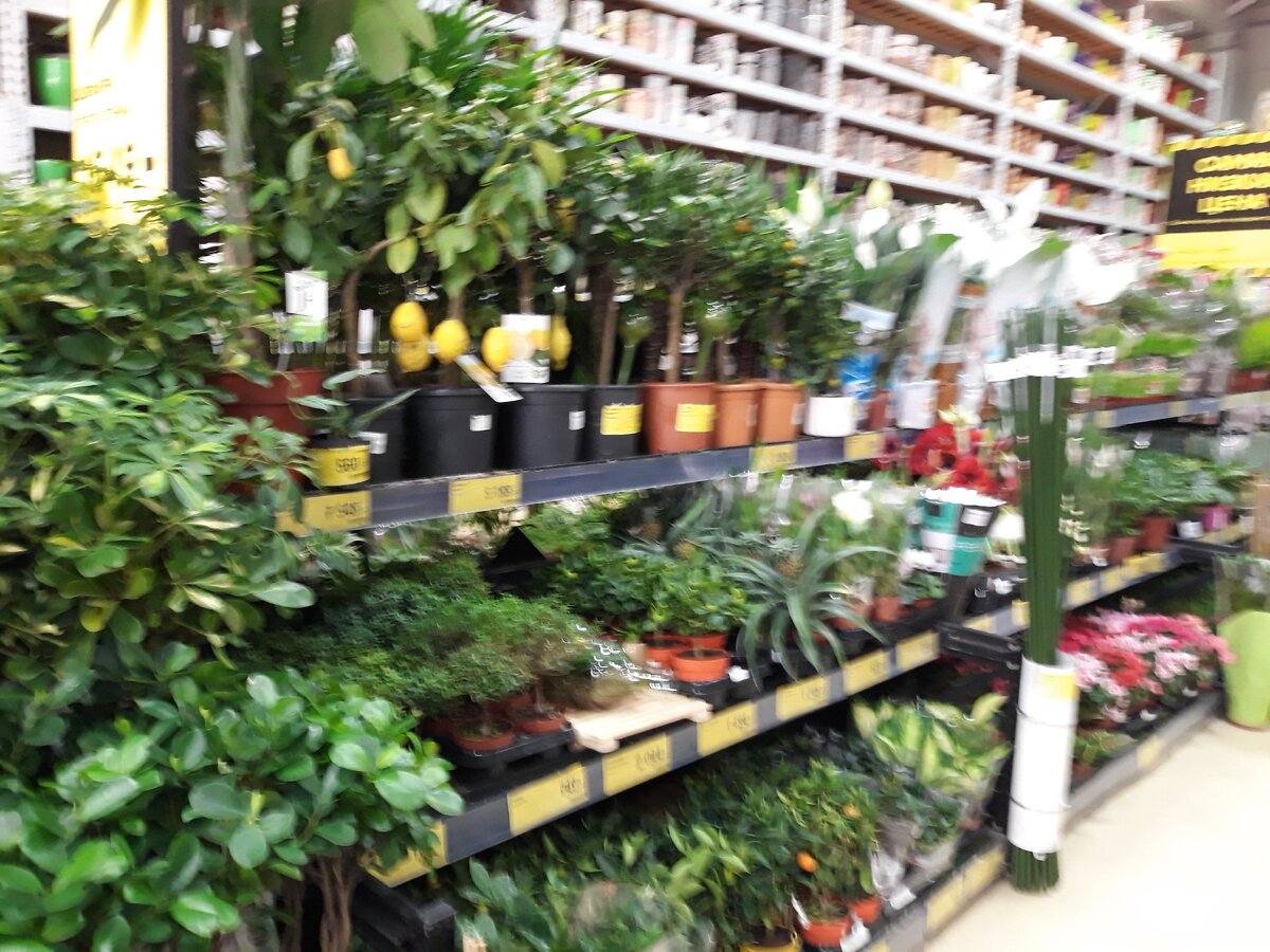 Комнатные растения.