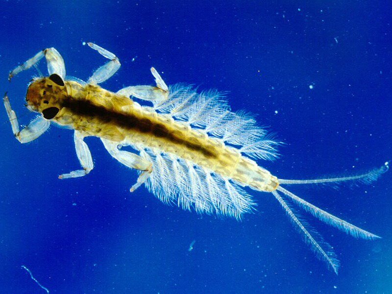 Личинка подёнки в воде