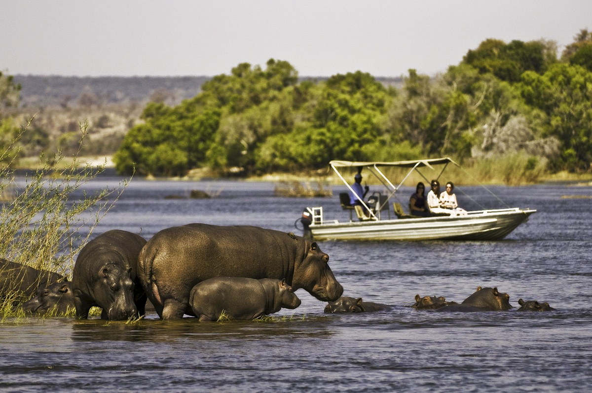 Hippo Holiday