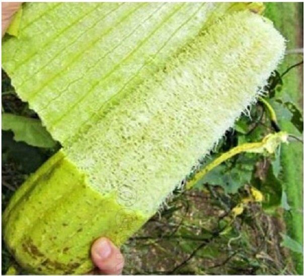 Готова к сбору, но можно чтобы и полностью высохла на кусту.