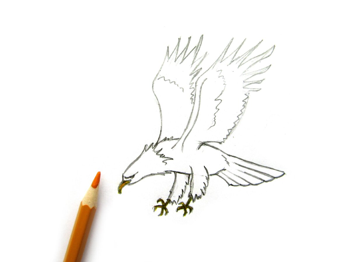Простые рисунки птицы карандашом для детей
