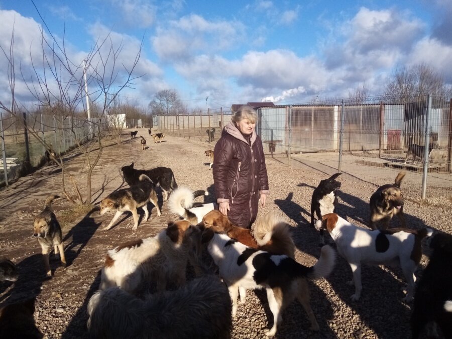 Приют верность смоленск новости