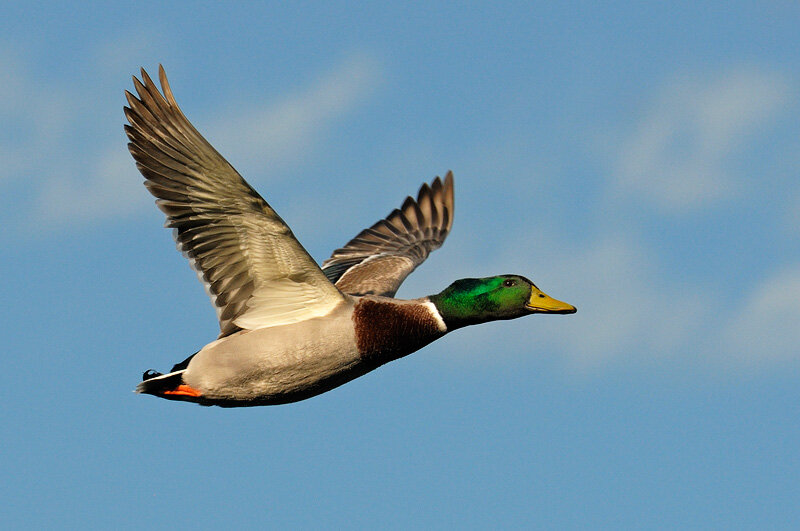 Кряква. Максимальная высота полета: до 6500 м.