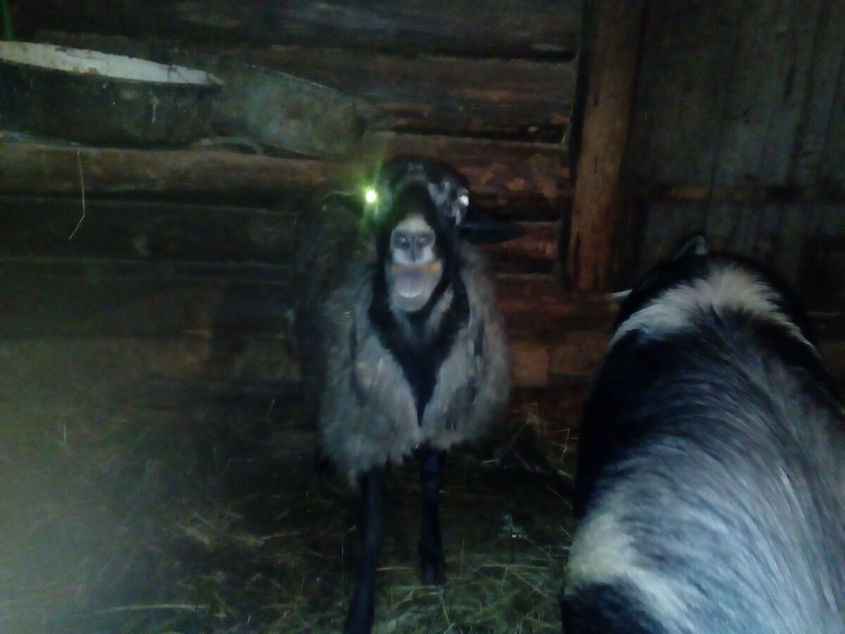 Страшный, страшный баран!