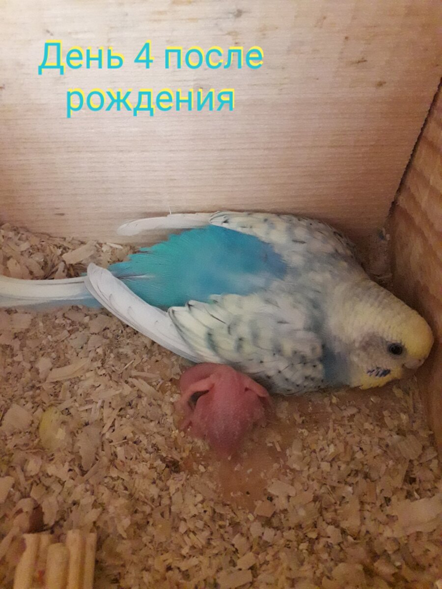 Первый птенец у пары волнистых попугаев 