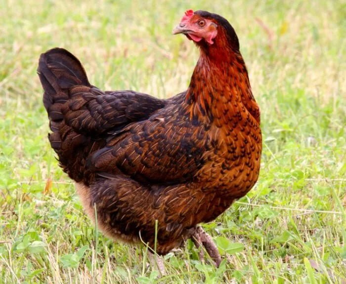 
Порода была выведена венгерскими специалистами. Около 40 лет они пытались вывести породу, которая бы набирала хороший вес и давала много яиц. И им удалось создать прекрасную породу Тетра яичной и мясной направленности. Еще один ее существенный плюс – отличить петушков и кур можно уже в первый день после появления на свет: мальчики – белые, курочки – палевого цвета.