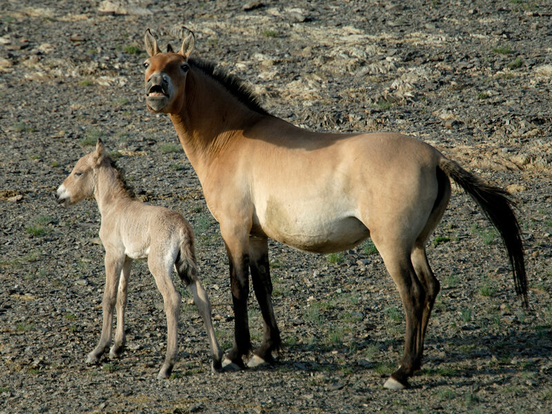 Почему лошадь пржевальского. Лошадь Пржевальского Equus przewalskii. Дикая лошадь Пржевальского. Лошадь Пржевальского жеребенок. Лошадь Пржевальского красная.