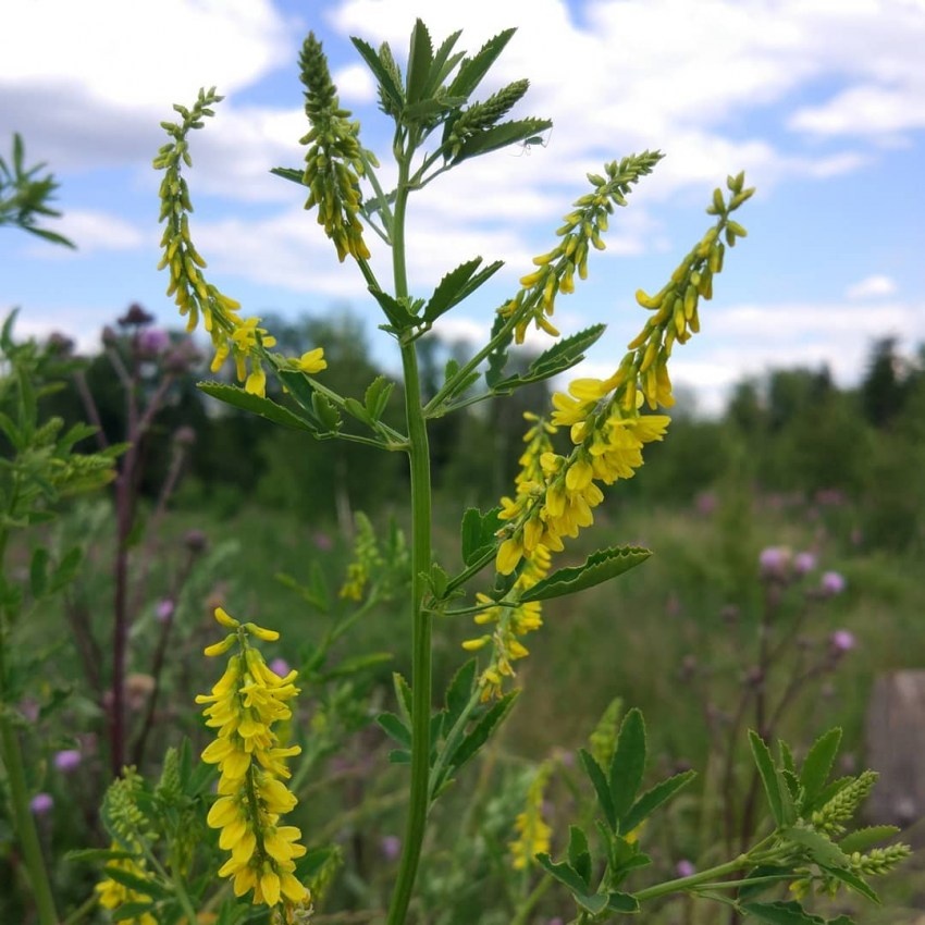 Донник лекарственный.