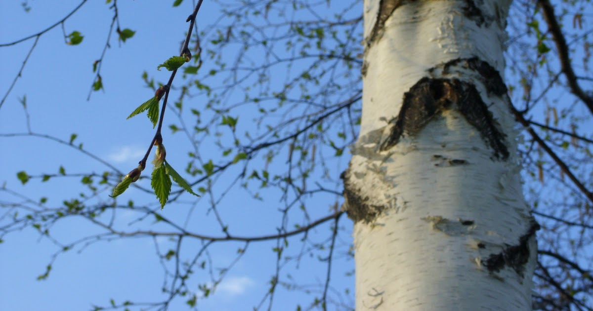 Почки берёзы собирают ранней весной, после начала движения сока. Следует подождать, когда они набухнут, но ещё не раскроются. Только в такой стадии роста в почках присутствует наибольшая концентрация полезных веществ.