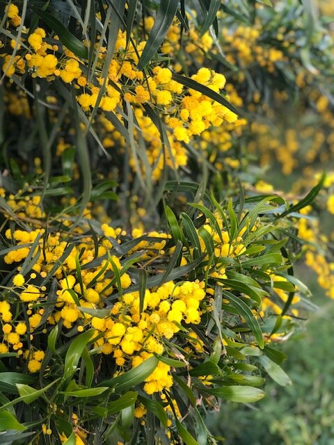 Цветение мимозы. Испания.