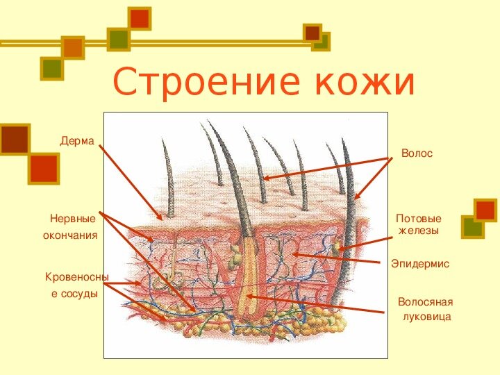 Кратко о строении кожи 
