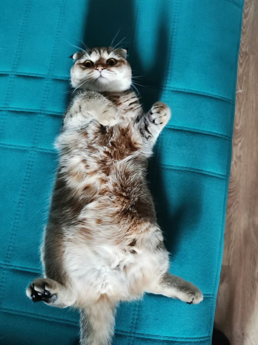 Эй ты там, посмотри, двуногие уже ушли?