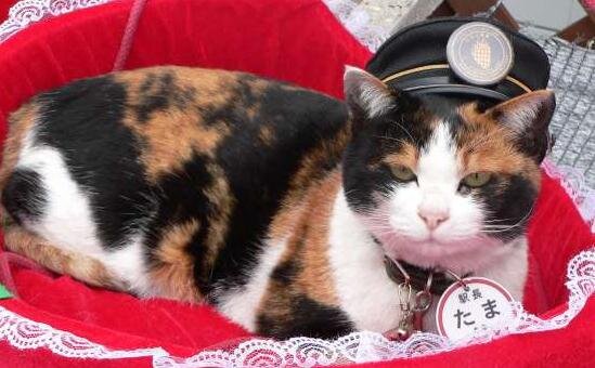 Маленькая кошка, изменившая историю целой станции. Источник Яндекс картинки