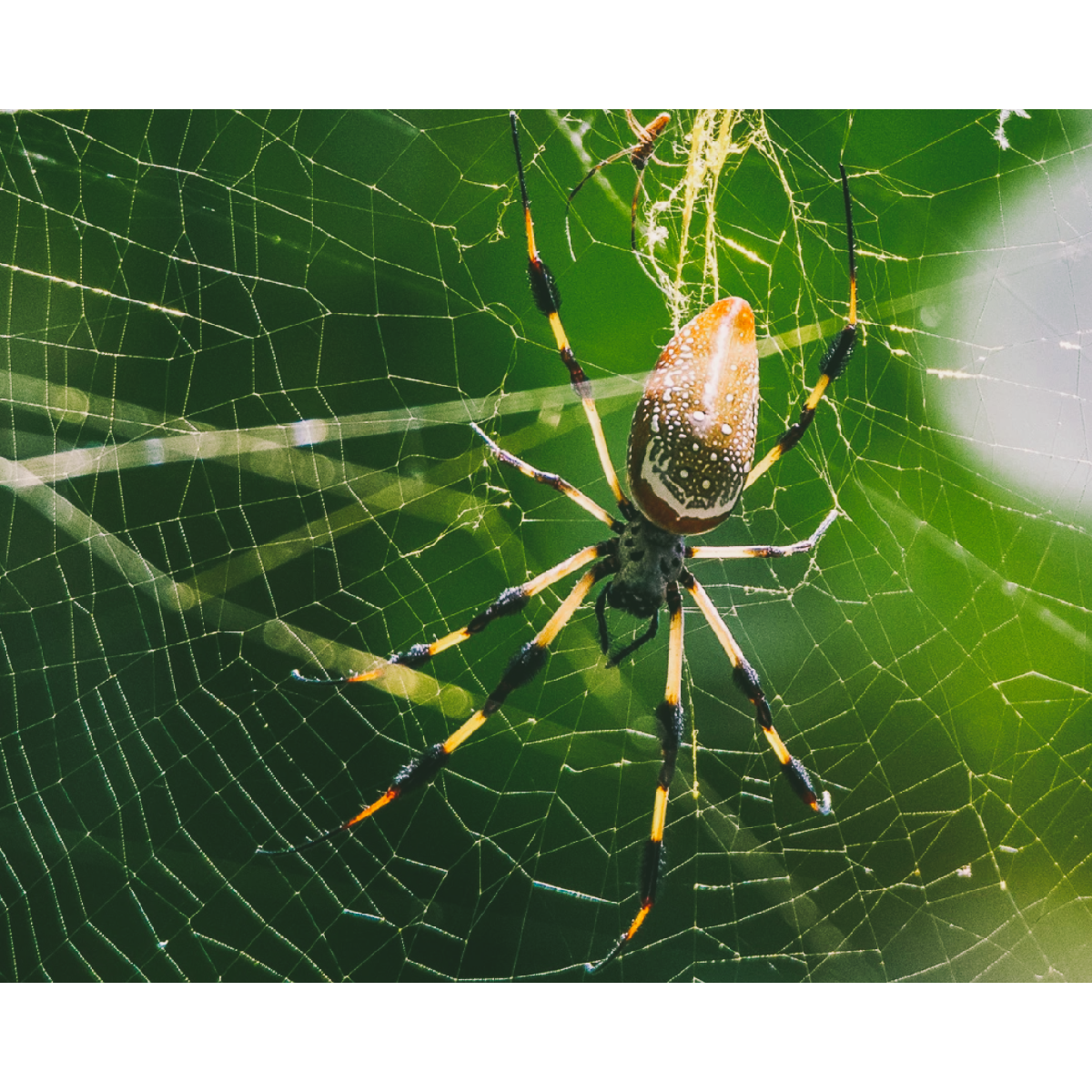 автор: KLemann Lee