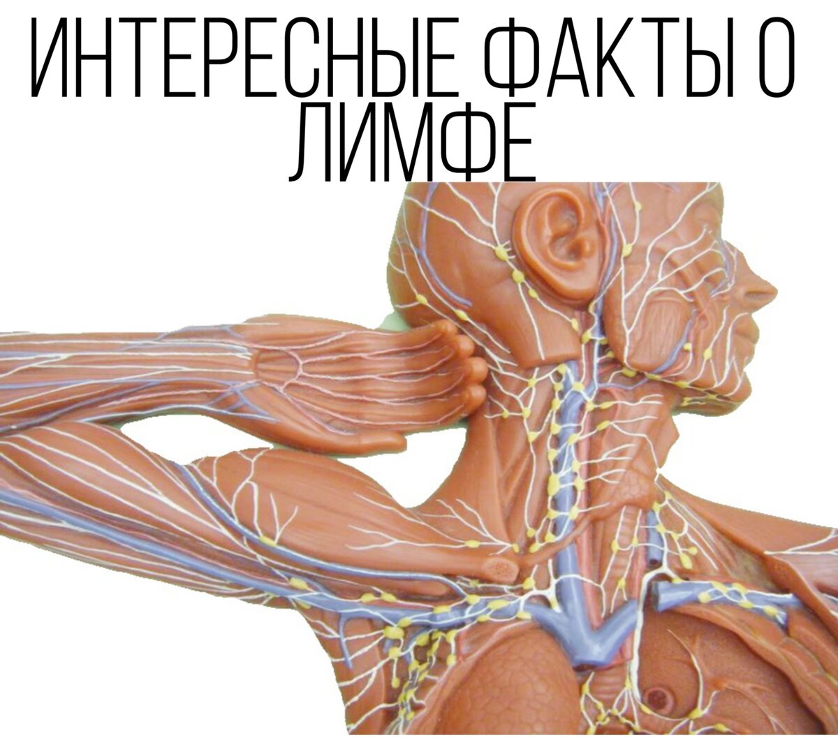 ИНТЕРЕСНЫЕ ФАКТЫ О ЛИМФЕ | elena-aboutbeauty | Дзен