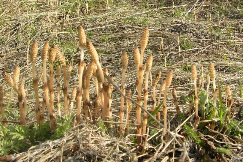 Полевой хвощ (генеративные побеги). Фото из открытых источников интернета.