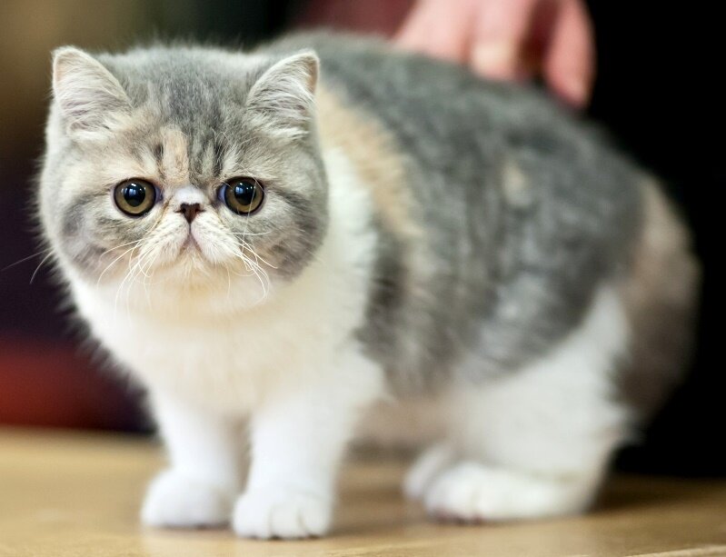 Экзотическая короткошерстная кошка