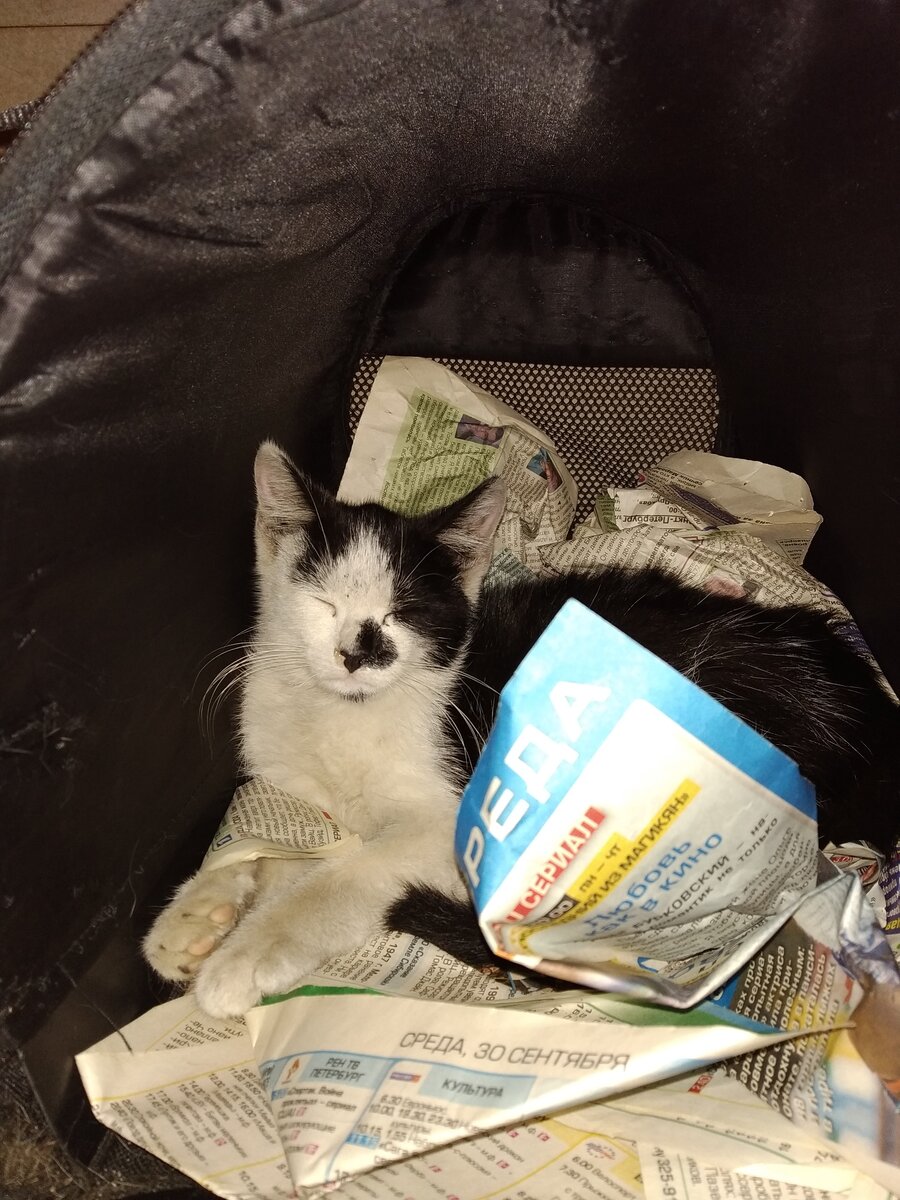 мурчит,зарывшись в газеты.Ведь здесь так тепло.