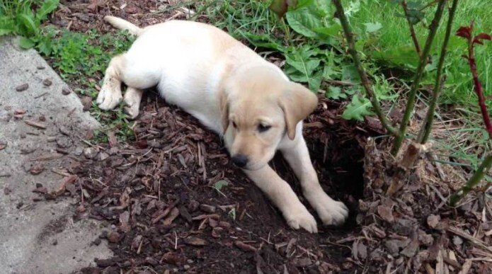 Рытье клумб и грядок не приведет в восторг владельца