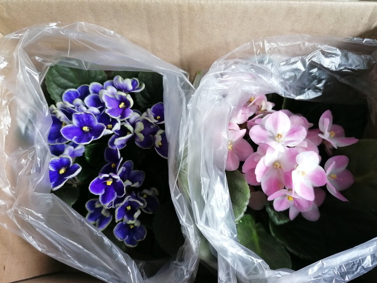 Взрослые розетки фиалок. Личное фото автора