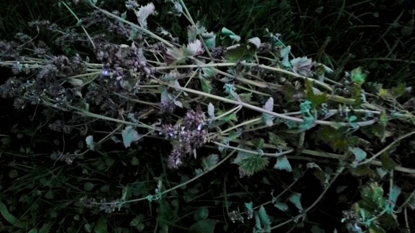 Кошачья мята как сорняк. Фото автора